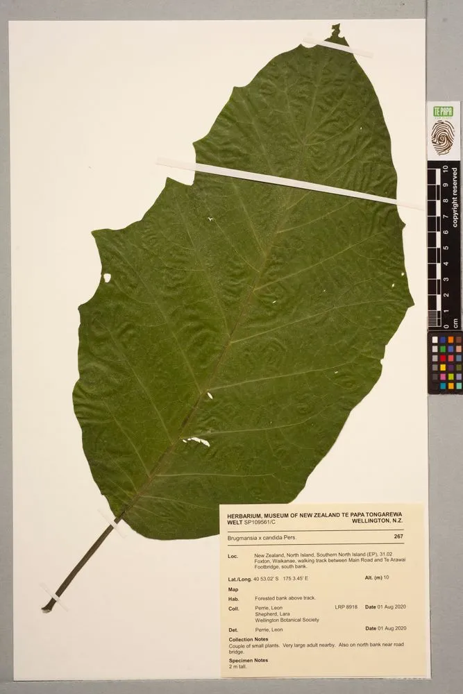 Brugmansia x candida Pers.