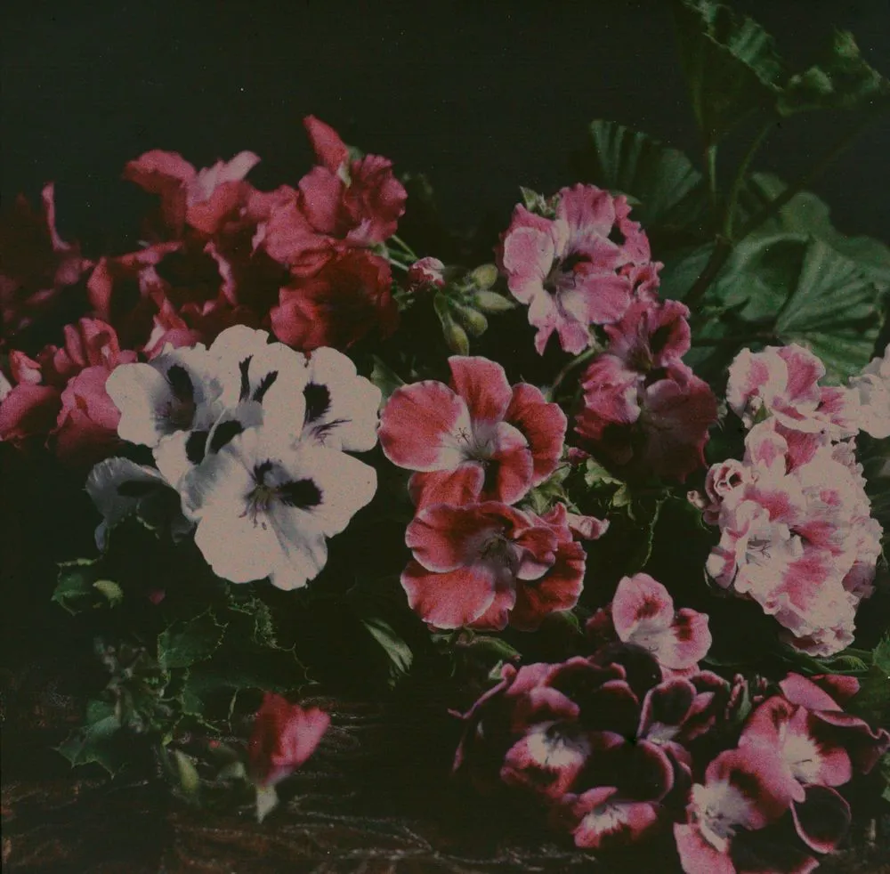 Pelargoniums