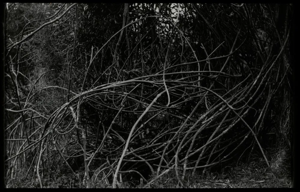 Dense thickets of the supplejack (Maori : Kareao parita) or Rhipogonum scandens ...