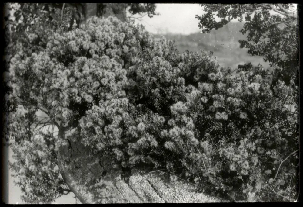 The white climbing rata (Metrosideros perforata) in full bloom ...