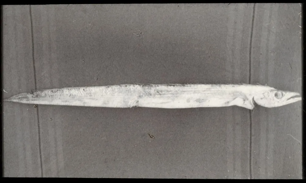 Frost-fish (Lepidopus caudatus) taken at Hokio Beach, Horowhenua