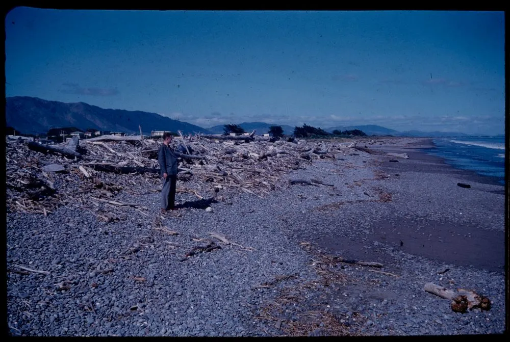 New storm beach-ridge of shingle (brought to shoreline by Otaki River as result of great storm of 1936) ....
