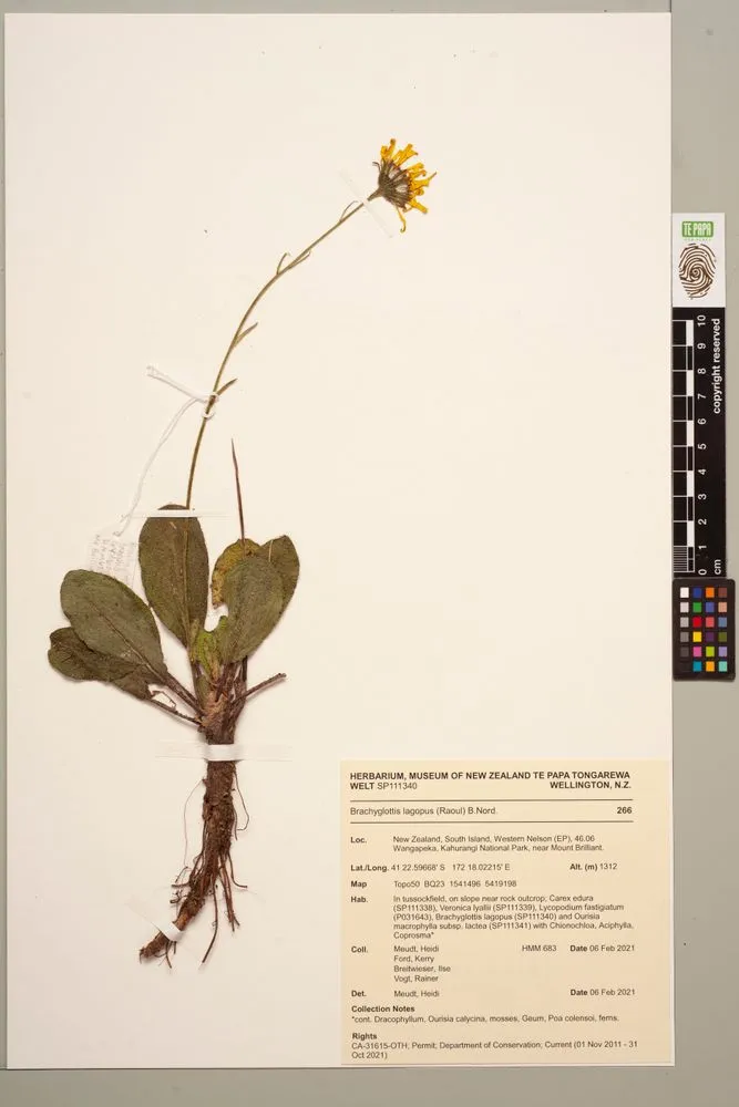 Brachyglottis lagopus (Raoul) B.Nord.