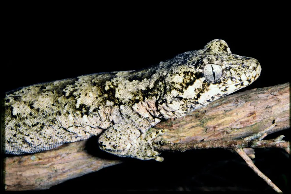 Mokopirirakau granulatus
