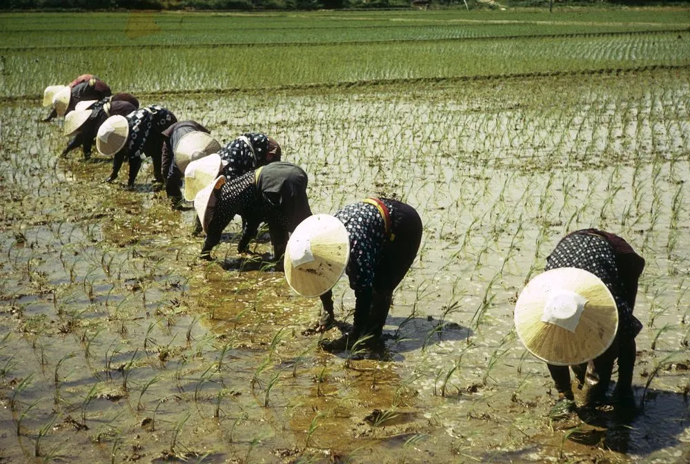 Japan Series: Planting Rice