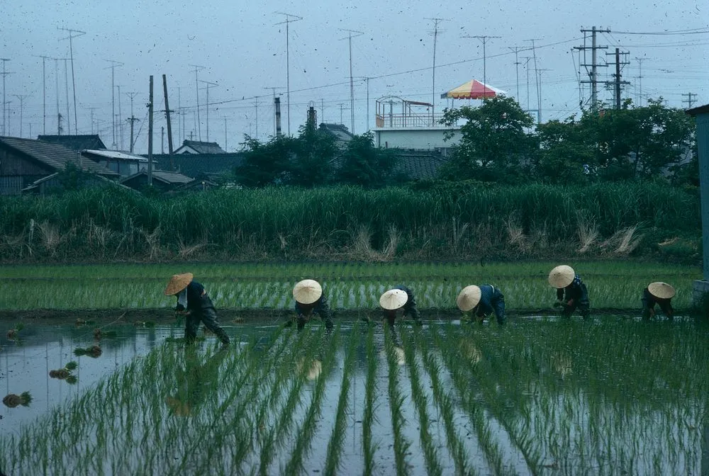 Japan Series: Honshu Village