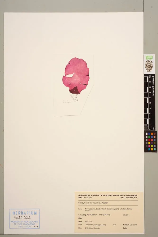 Schizymenia dubyi (Duby) J.Agardh