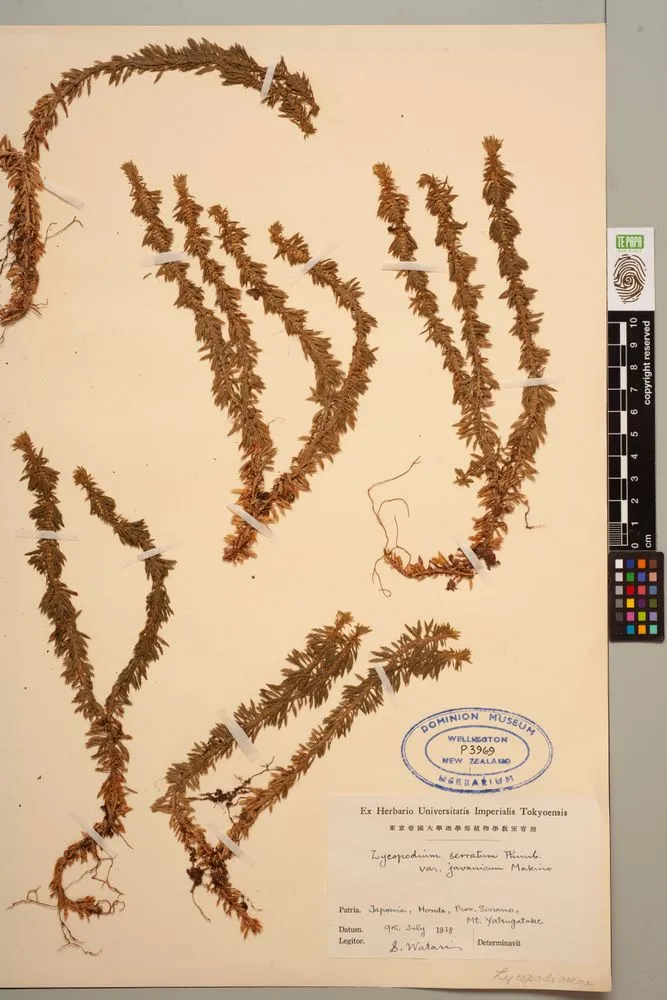 Huperzia serrata (Thunb. ex Murray) Trevis.
