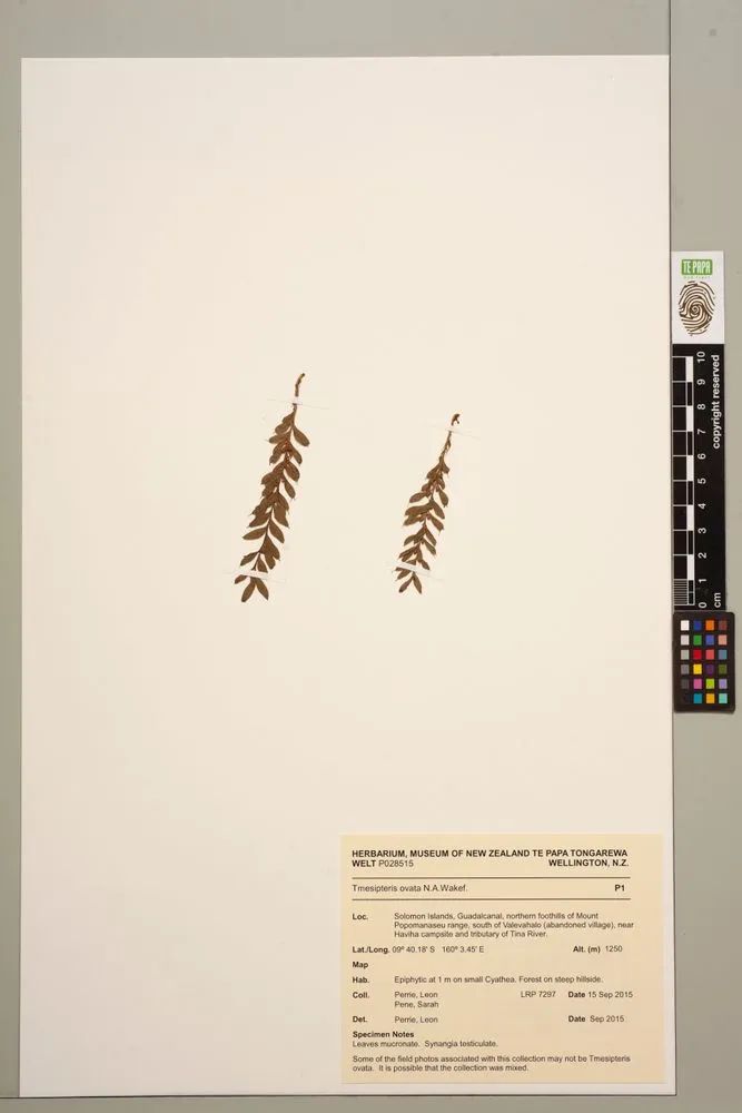 Tmesipteris ovata N.A.Wakef.