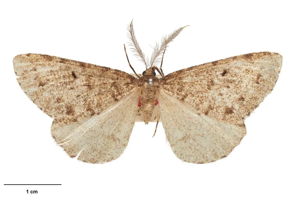 Selidosema terrena Philpott, 1915