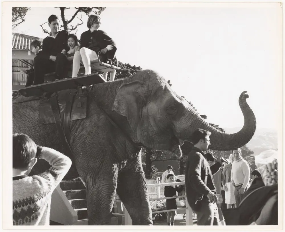 Elephant, Wellington Zoo