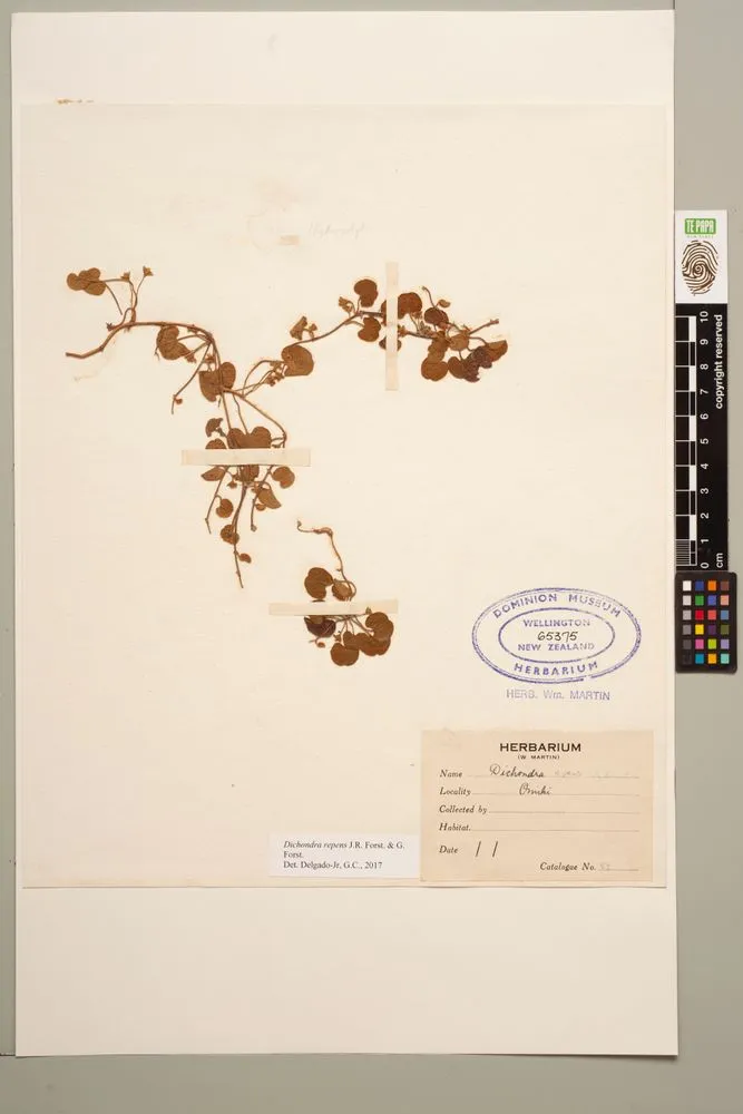 mercury bay weed, Dichondra repens J.R.Forst. & G.Forst.