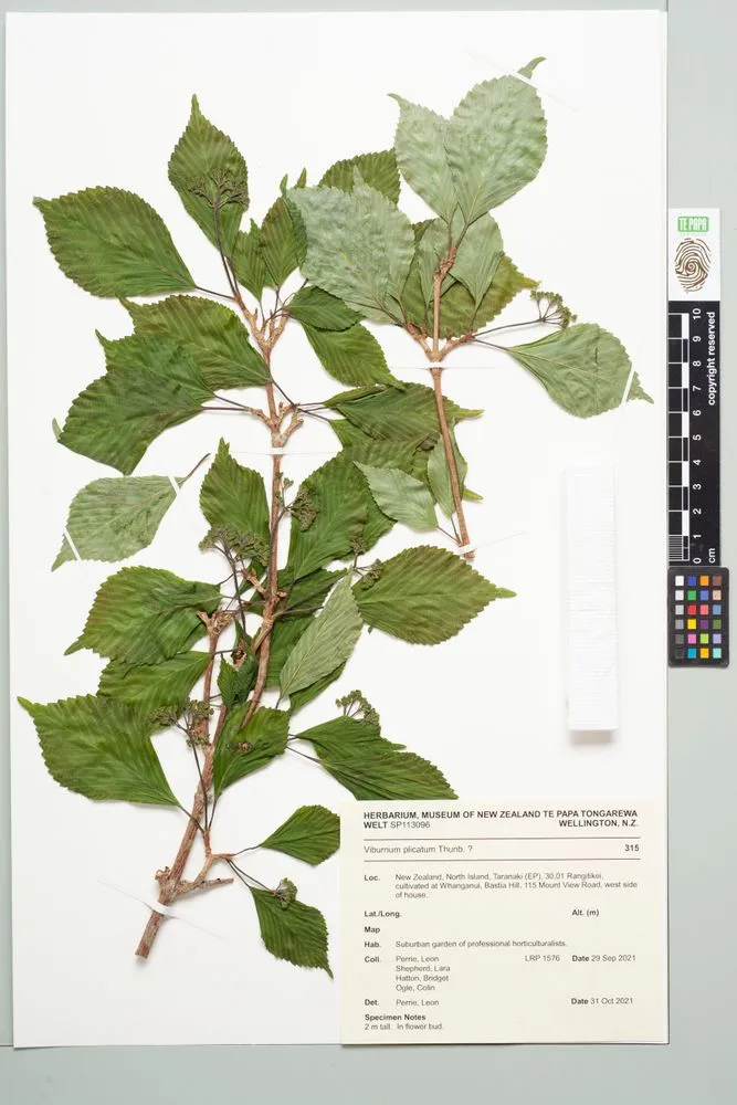 snowball tree, Viburnum plicatum Thunb. ?