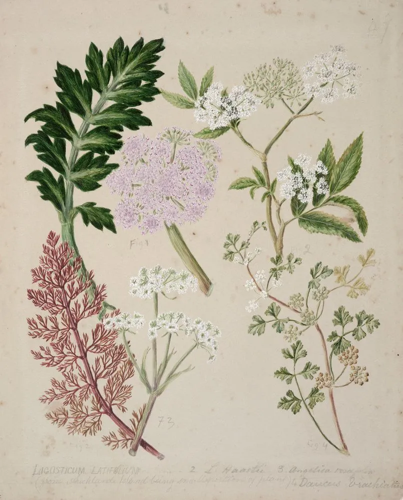 [Ligosticum latifolium]