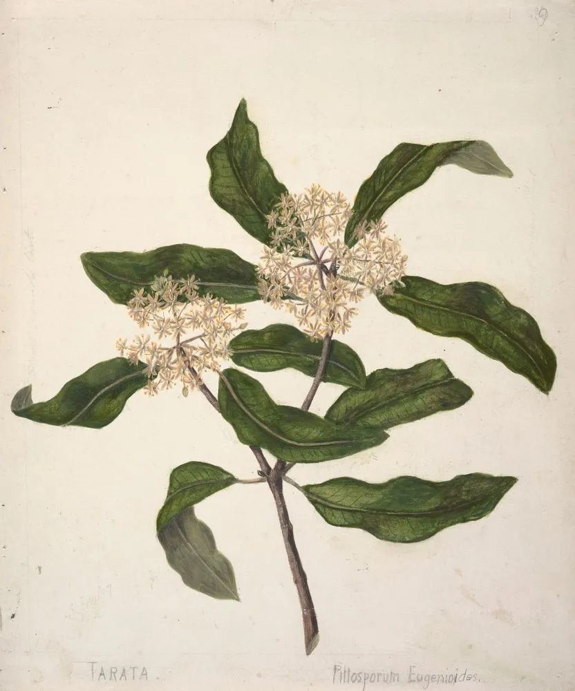 Tarata, Pittosporum eugenioides