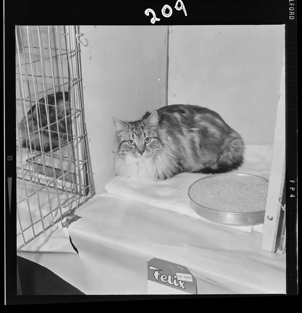 Cat Show; inscribed 'Wellington Cat'