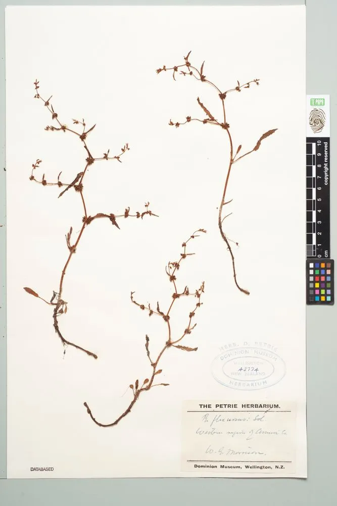 maori dock, Rumex flexuosus Sol. ex G.Forst.
