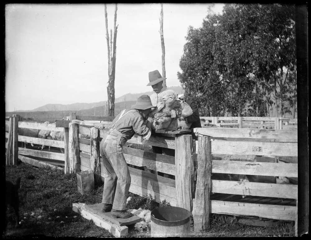 Docking lambs at 'Cheslyn Rise'