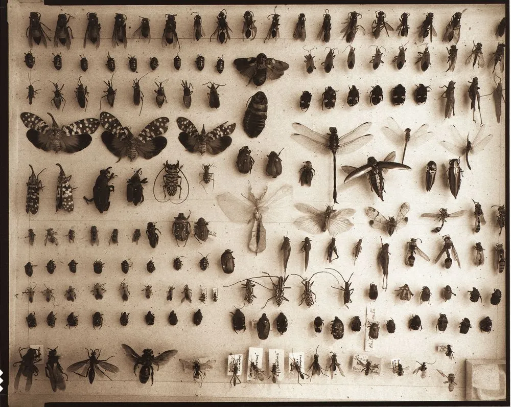 "Exotic various orders, Entomology"