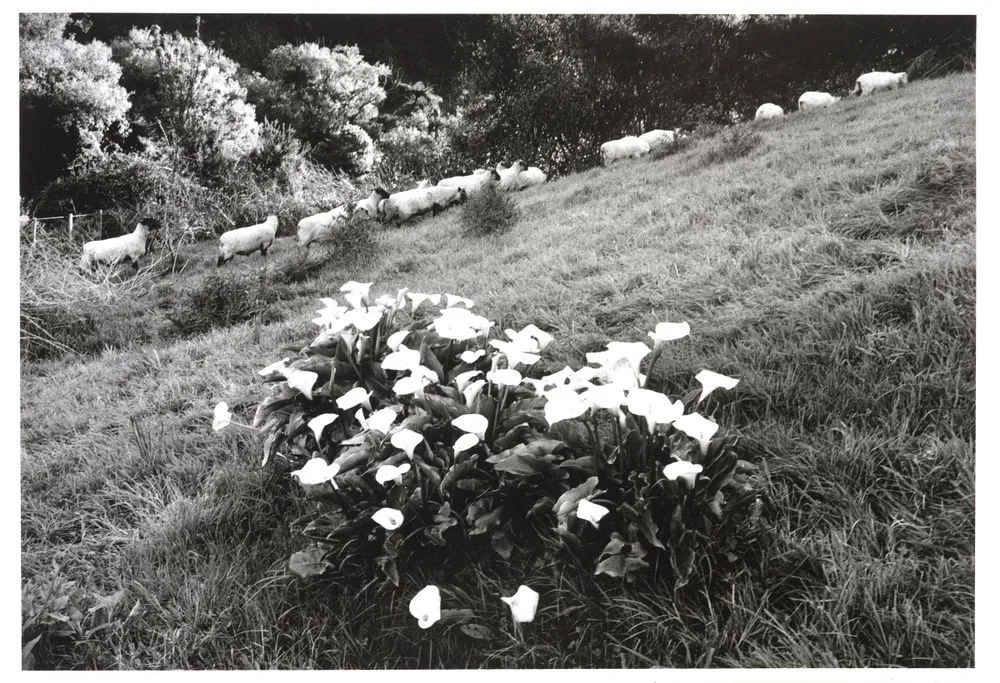 Sheep and lilies of the field, Jerusalem, 1981