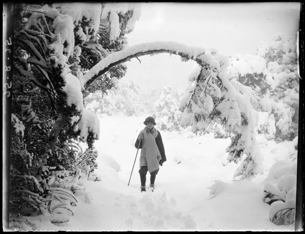 Tree bent by weight of snow