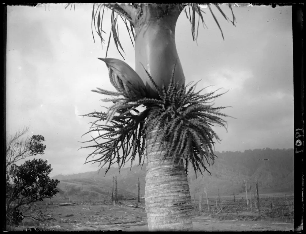 Nikau palms showing a bursting bud and two panicles of the bright red berries or seeds