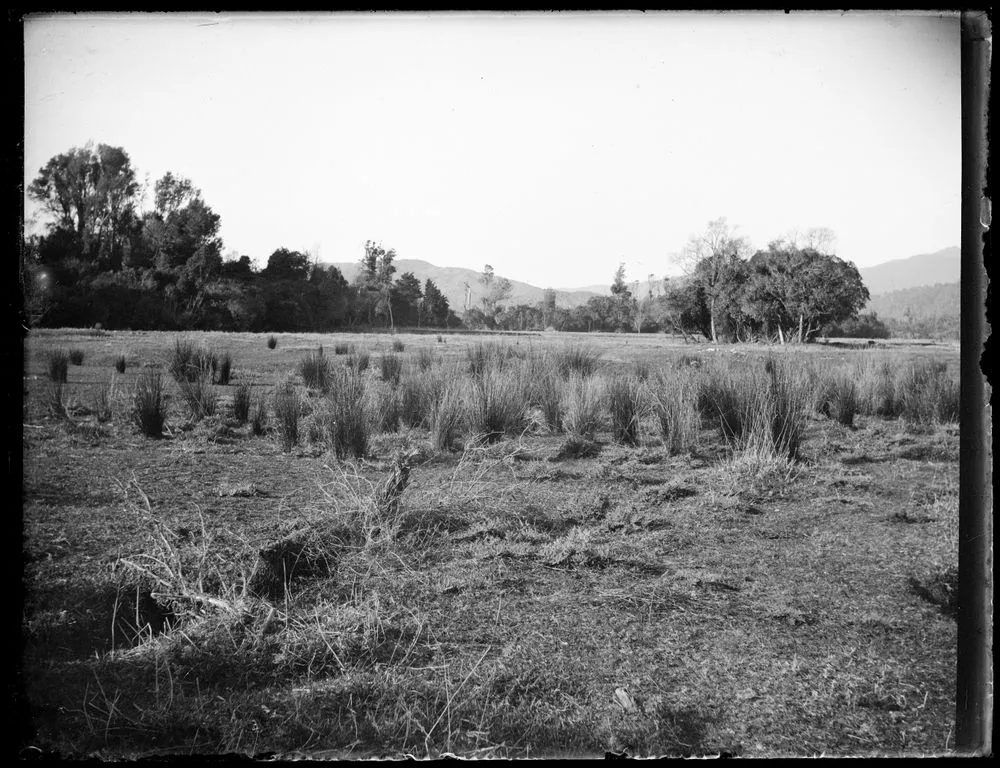 Paddock with reeds, bush hills in background