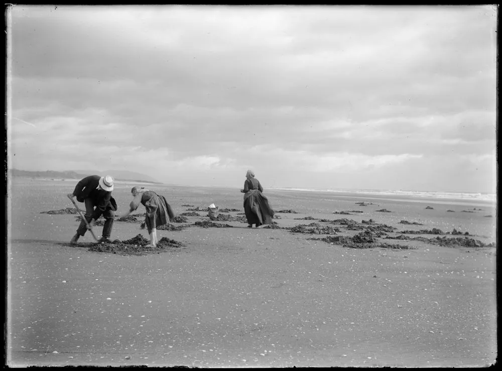 Digging for Toharoas - Hokio Beach