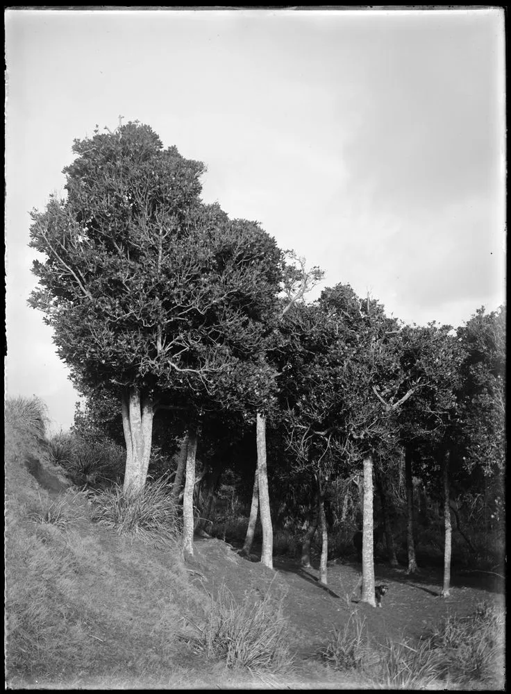 Grove of the Karaka (Corynocarpus laevigata) growing on old grassy sand-dunes near outlet to Lake Horowhenua near Levin