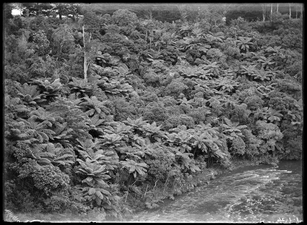 Tree ferns above a river