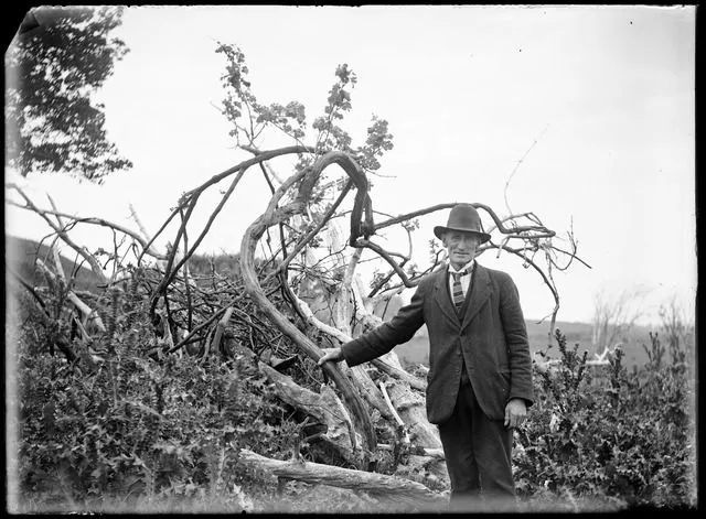 Rod McDonald and the old grape vine planted in the 1860s at a former Native Settlement, foot of Paeroa Hill, Poroutawhio, Levin