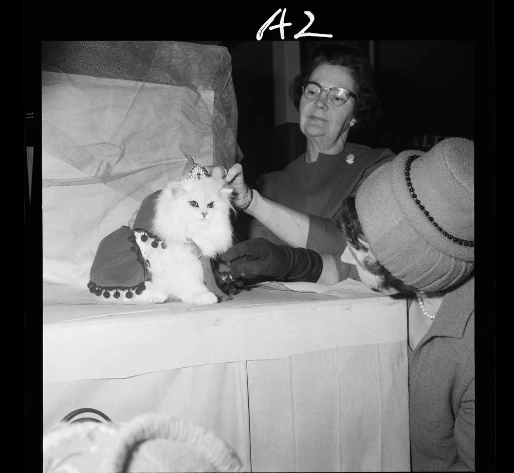 Cat Show; inscribed 'Persian Cat'