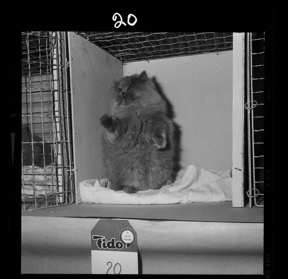 Cat Show; inscribed 'Persian Cat'