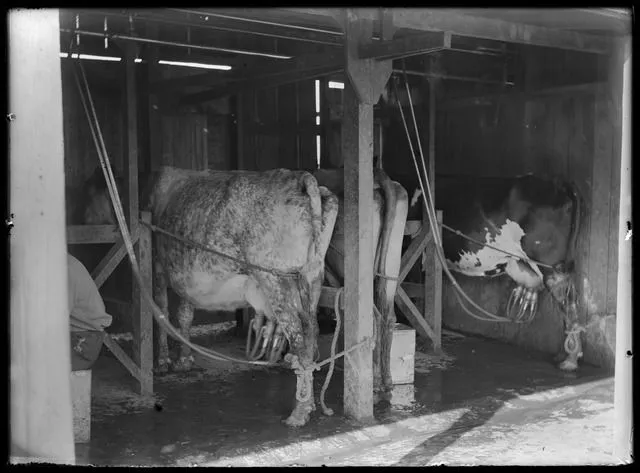 Butter Production