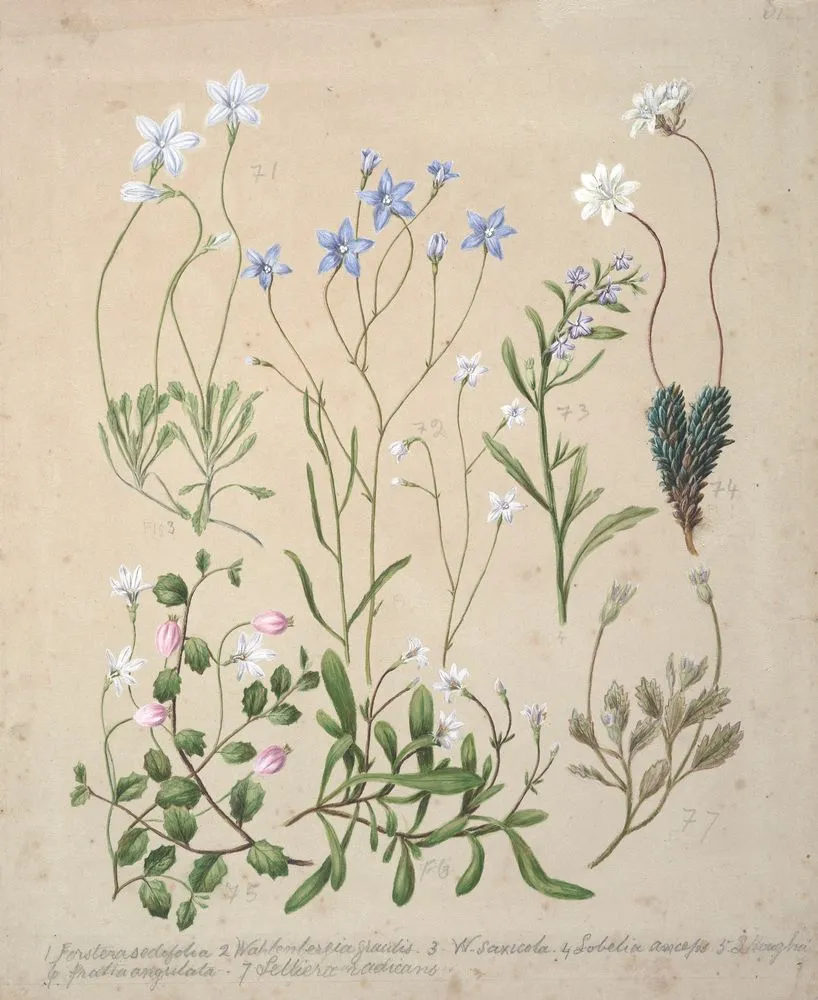 Wahlenbergia congesta; Wahlenbergia violacea; Wahlenbergia rupestris; Lobelia anceps; Forstera sedifolia; Pratia angulata; Panakenake; Selliera radicans; Lobelia roughii.