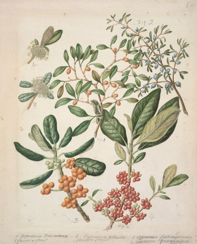 Coprosma repens.(Taupata. Looking glass plant); Coprosma robusta.( Karamu); Coprosma foetidissima.(Stinkwood); Coprosma propinqua.(Mingimingi).