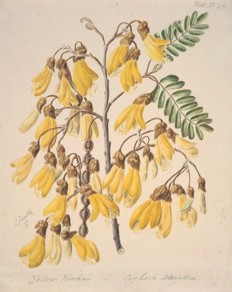 Yellow Kowhai