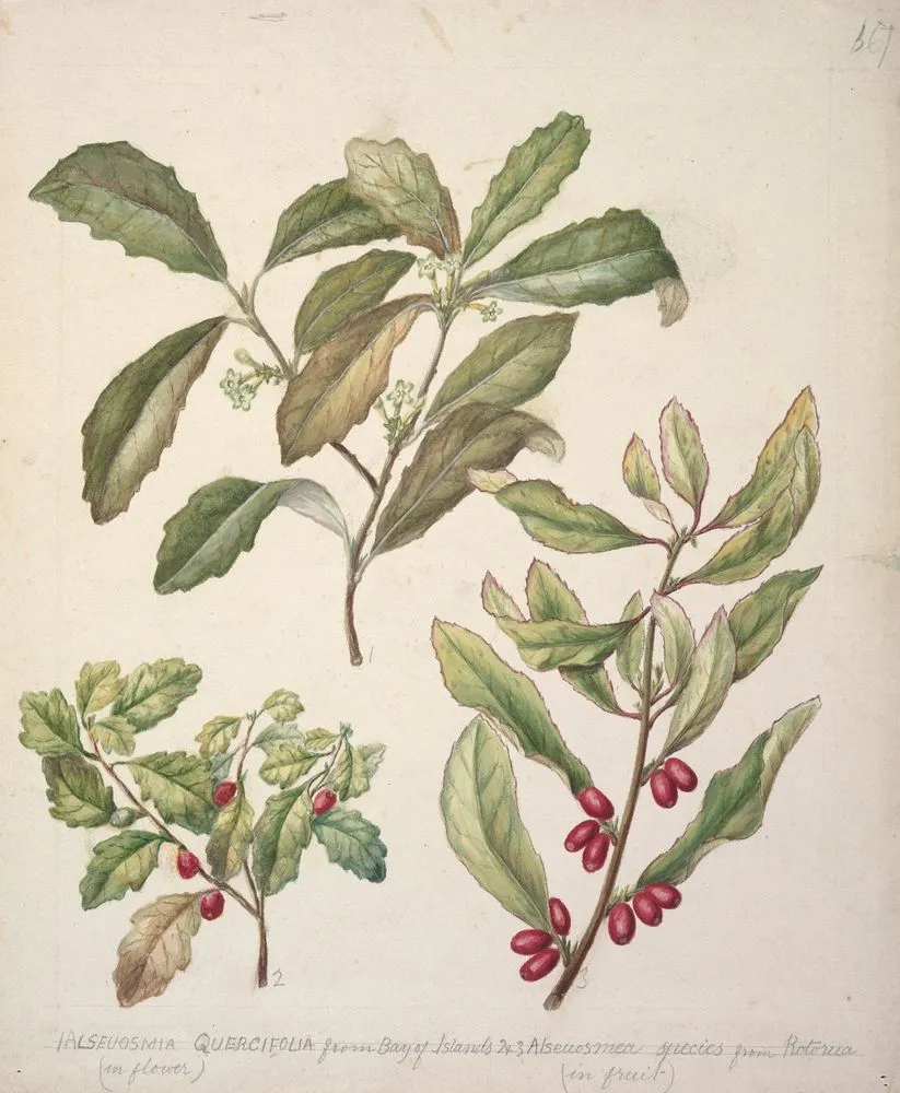 Alseuosmia