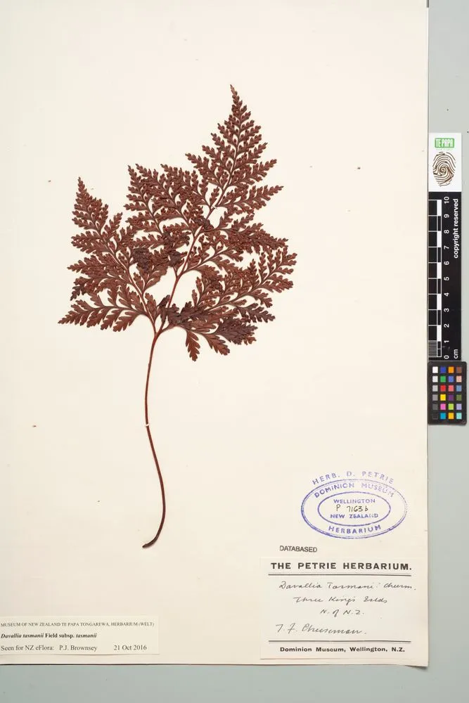 Davallia tasmanii Field subsp. tasmanii