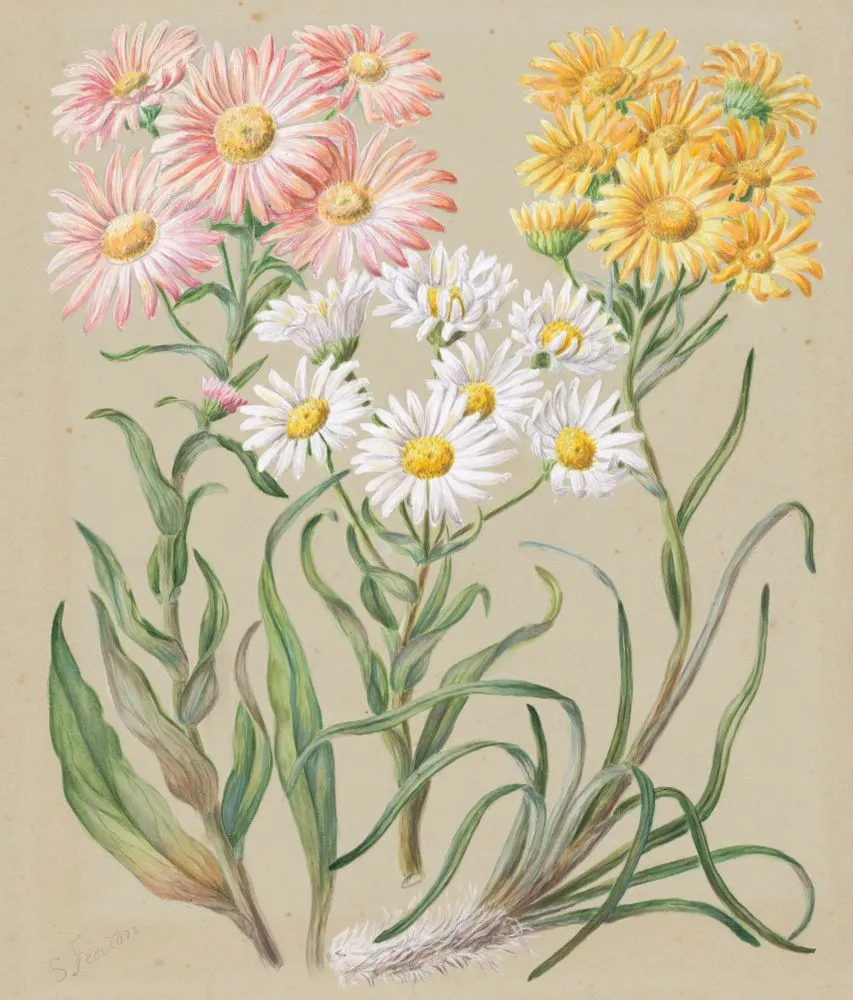 Celmisia incana (White mountain musk or Woolly mountain daisy); Celmisia coriacea (Silvery cotton daisy); Celmisia larcifolia (Needle-leaved mountain daisy).
