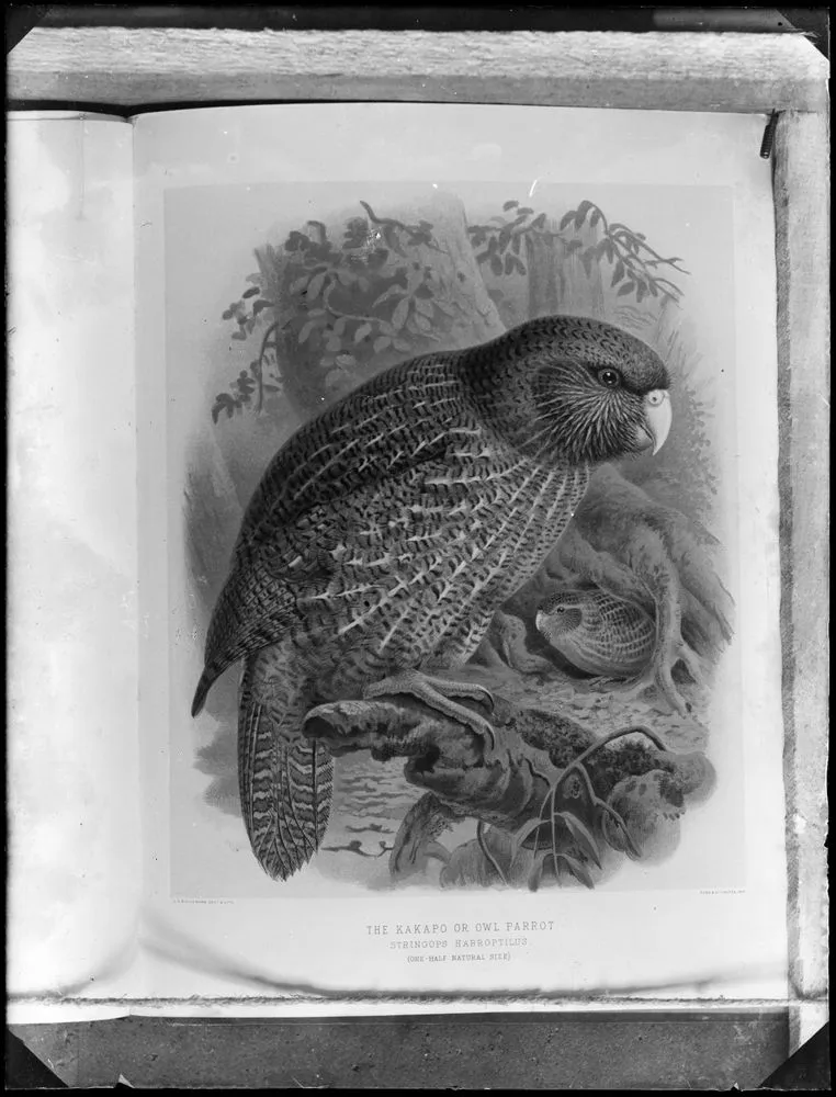 Kakapo (Owl Parrot)