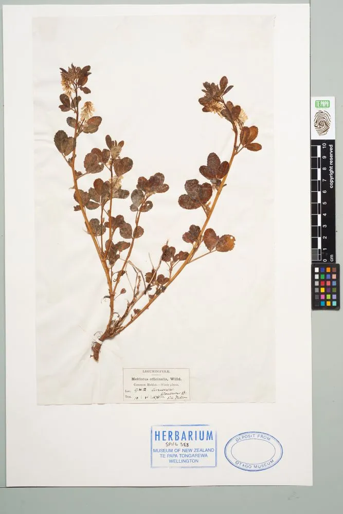 yellow sweet clover, Melilotus officinalis (L.) Pall.
