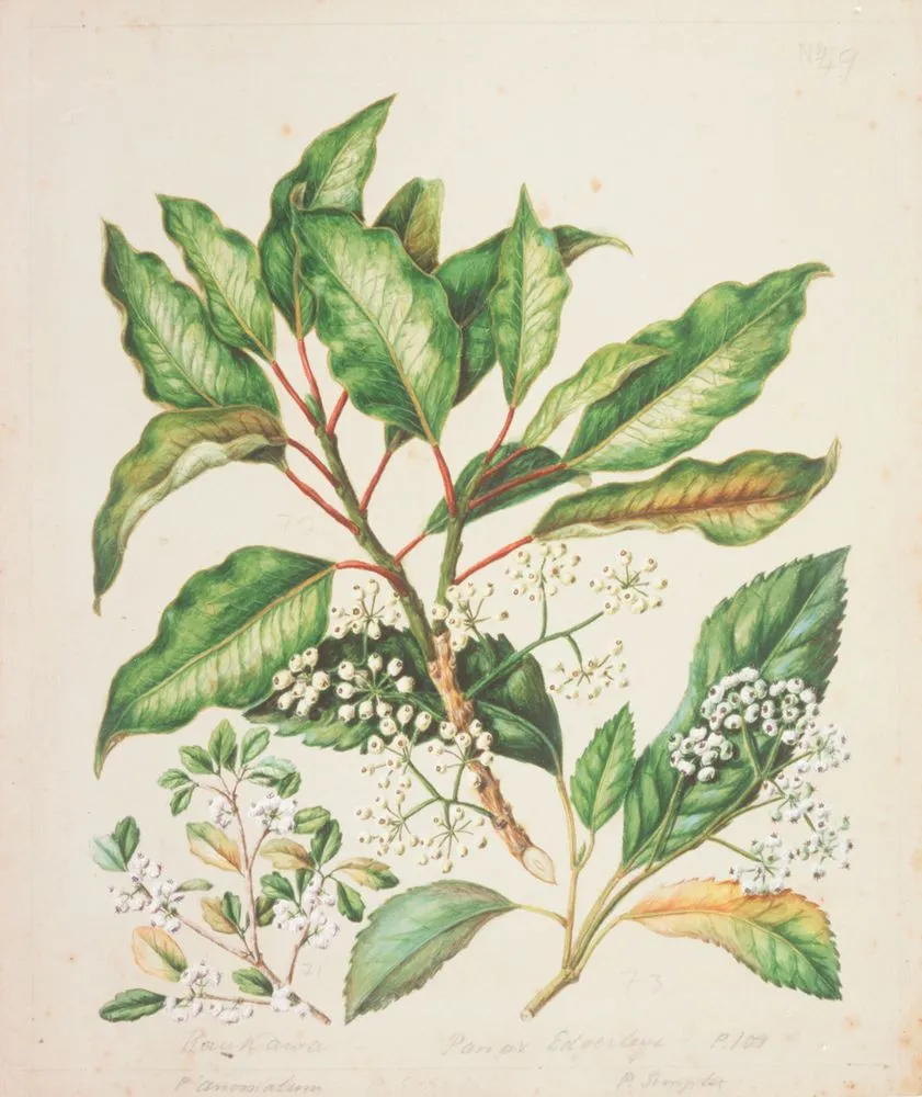 Pseudopanax edgerleyi ; P. anomalus; P. simplex