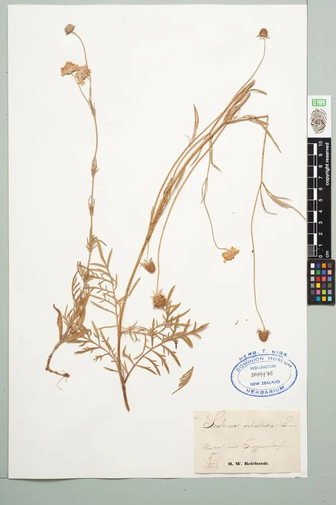 Scabiosa ochroleuca