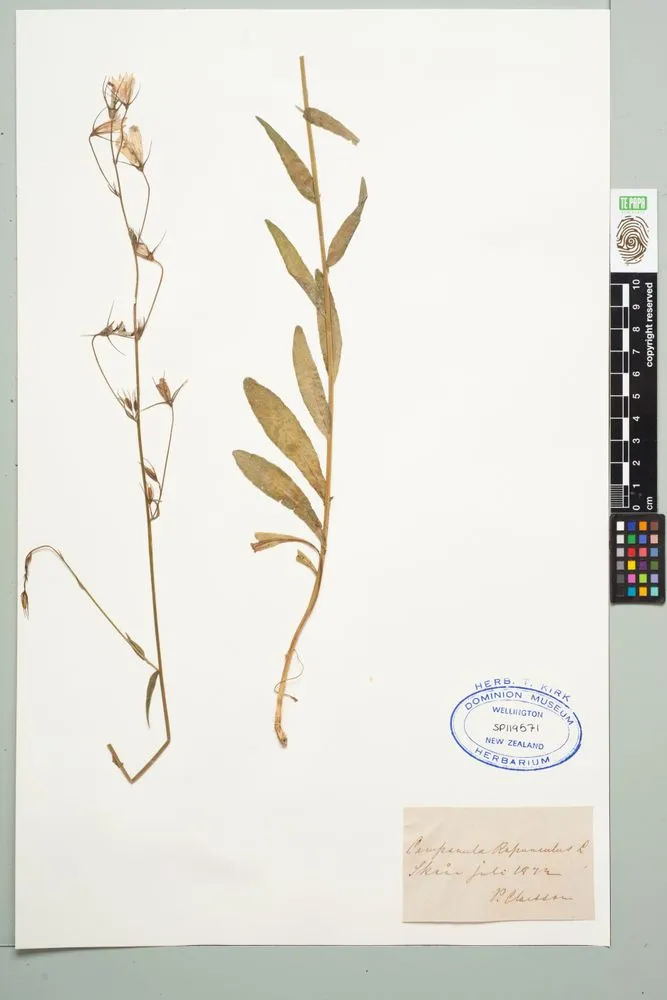 rampion, Campanula rapunculus L.