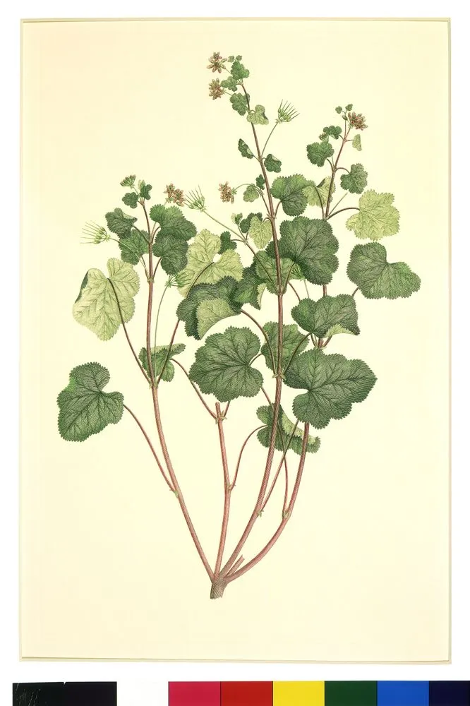 Pelargonium Inodorum Willdenow