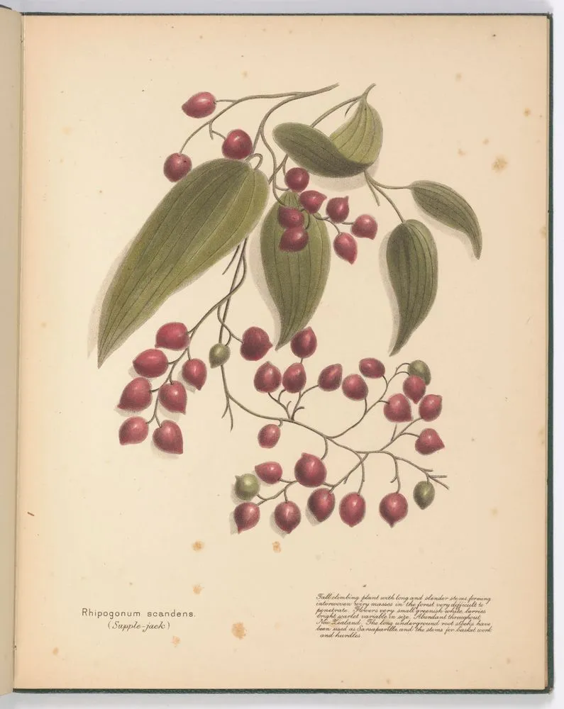 Rhipogonum scandens (Supple-jack). Plate 5. From the book: New Zealand berries