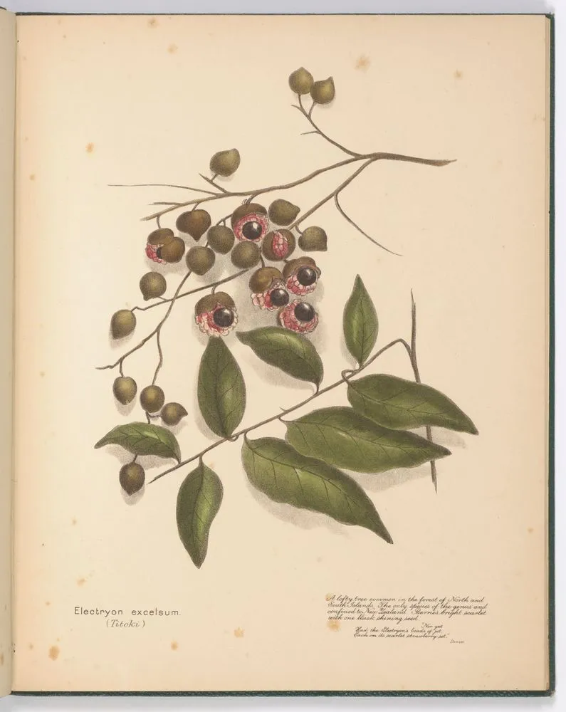 Electryon excelsum (Titoki). Plate 8. From the book: New Zealand berries