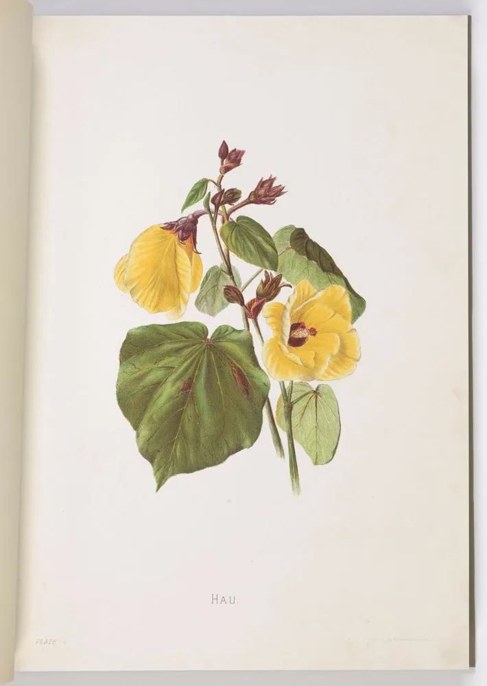 Hau. Plate 1 from the book: Indigenous flowers of the Hawaiian Islands