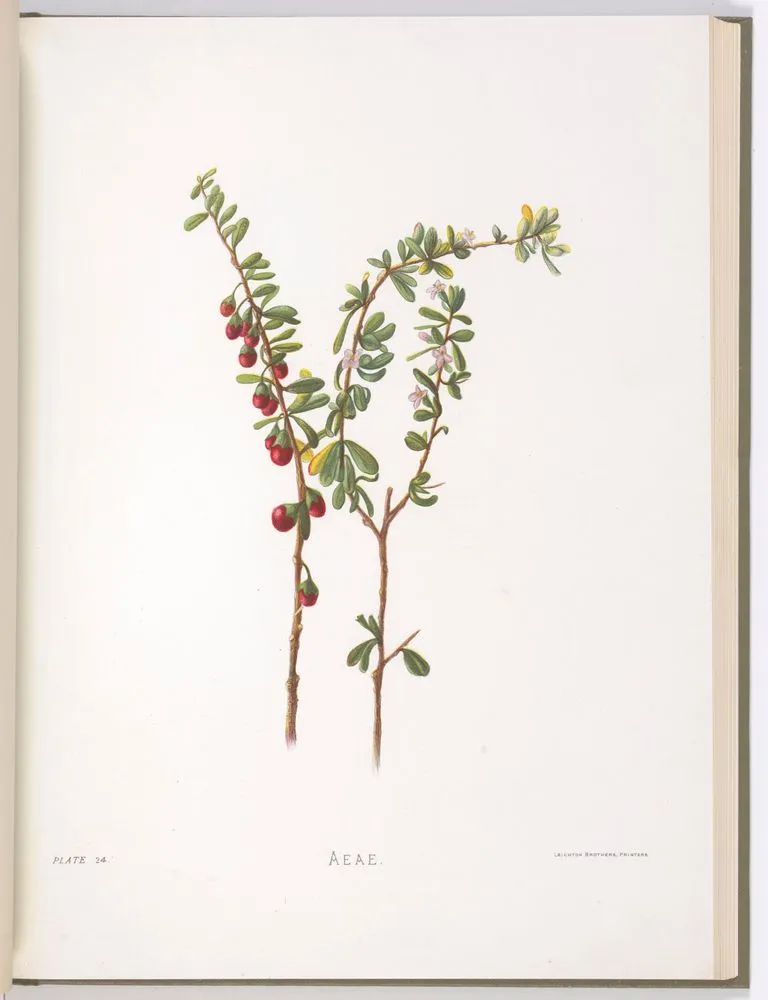 Aeae. Plate 24 from the book: Indigenous flowers of the Hawaiian Islands